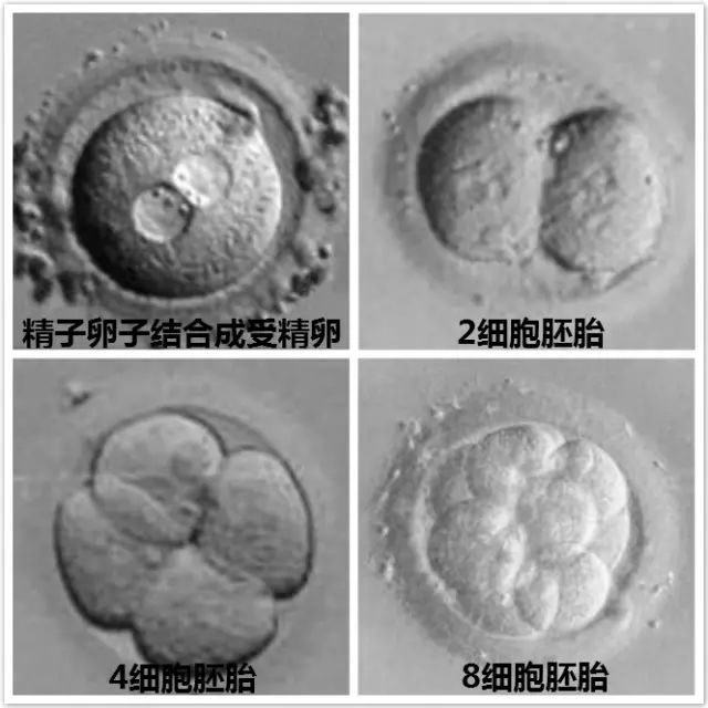 代孕产子